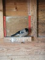 Goudvink pop Noorse, Dieren en Toebehoren, Vogels | Overige Vogels