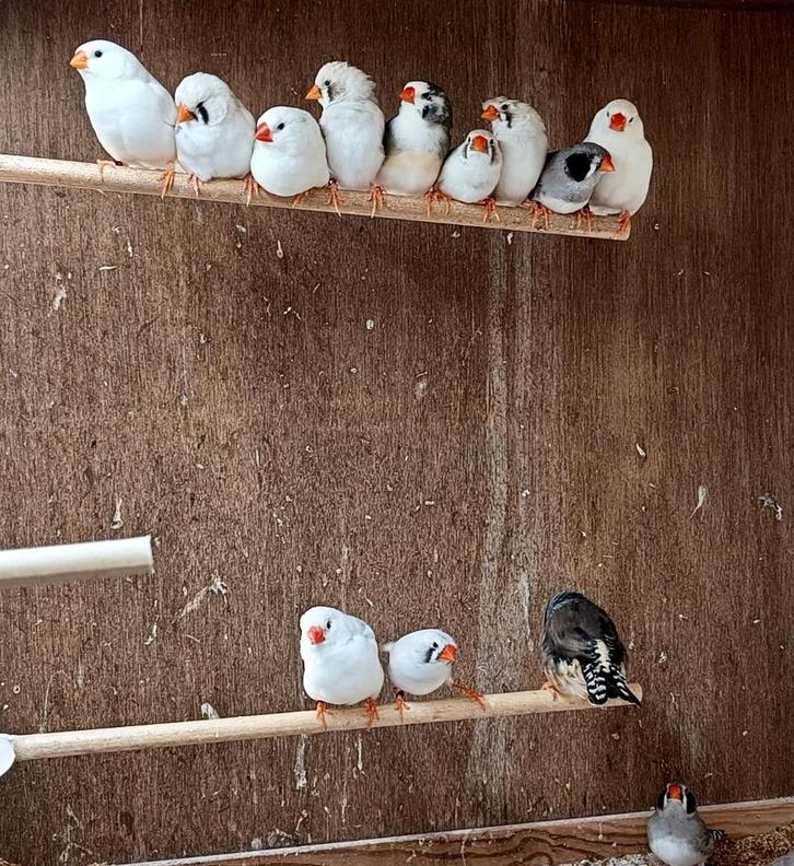 Zebravink mutaties, zwartwang, masker, wit, kuifjes,..., Dieren en Toebehoren, Vogels | Overige Vogels, Tropenvogel, Meerdere dieren