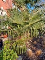 Trachycarpus fortunei, Tuin en Terras, Ophalen