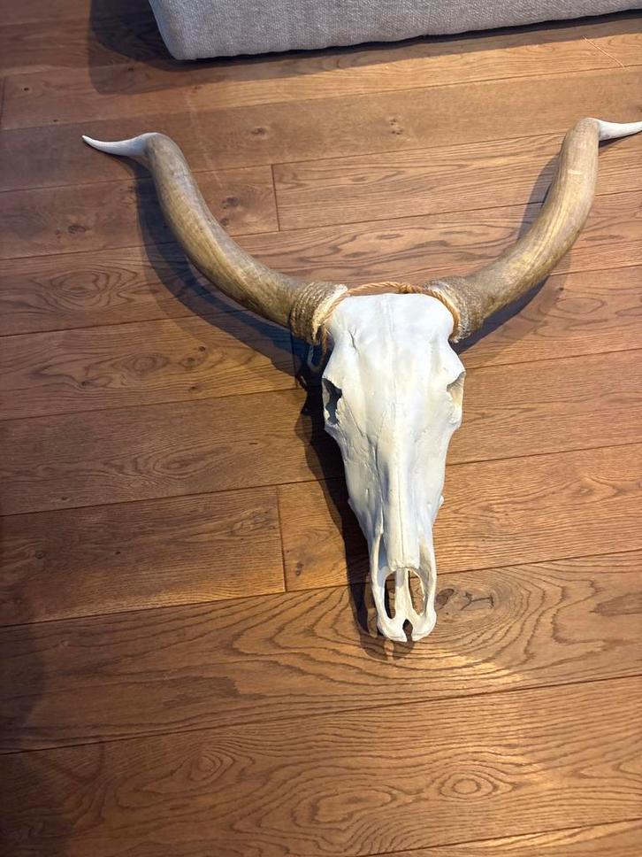 Decoratie, Verzamelen, Dierenverzamelingen, Zo goed als nieuw, Schedel, Ophalen