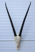 Grote schedel SPIESBOK / ORYX - met kiezen - ref. A, Ophalen, Zo goed als nieuw, Wild dier, Schedel