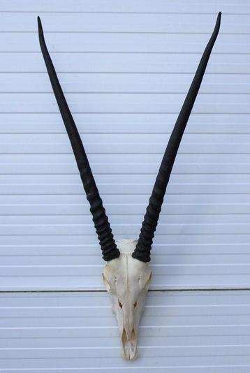 Grote schedel SPIESBOK / ORYX - met kiezen - ref. A beschikbaar voor biedingen