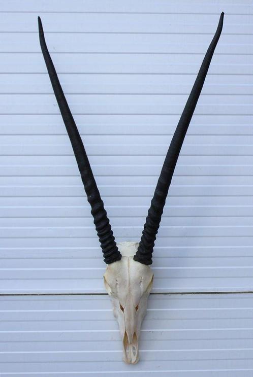 Grote schedel SPIESBOK / ORYX - met kiezen - ref. A, Verzamelen, Dierenverzamelingen, Zo goed als nieuw, Schedel, Wild dier, Ophalen