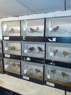 Zebravinken, Dieren en Toebehoren, Vogels | Overige Vogels