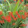 crocosmia, Tuin en Terras, Ophalen, Knol