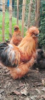 USA zijdehoen haan, Dieren en Toebehoren