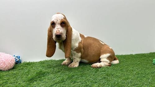 Basset Hound pups - rood & wit, Dieren en Toebehoren, Honden | Beagles, Bassets en Lopende honden, Meerdere dieren, Basset, Fokker | Professioneel