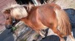 GEZOCHT:Gezelschapspony, Dieren en Toebehoren, Ophalen