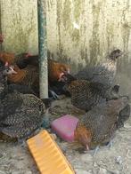 Jonge goudbrakel hen en hanen te koop, Dieren en Toebehoren, Meerdere dieren, Kip