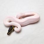 Pied het Clown koningspython man