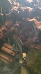 L128 blue phantom pleco