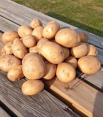 biologische aardappelen  beschikbaar voor biedingen