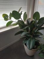 Ficus Rubberboom met pot, Ophalen, Ficus, 100 tot 150 cm, Halfschaduw