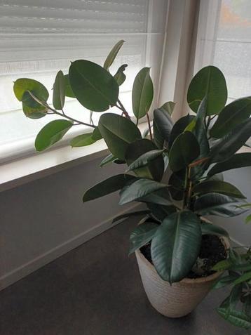 Ficus Rubberboom met pot beschikbaar voor biedingen