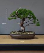 Klasse itoigawa Juniperus bonsai, Tuin en Terras, Ophalen