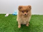 Dwergkeeshond pups, Dieren en Toebehoren, België, Keeshond, 8 tot 15 weken, CDV (hondenziekte)
