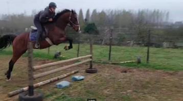 Zeer mooie hengst met uitzonderlijke papieren beschikbaar voor biedingen