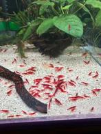 Neocaridina red cherry / fire red, Neuf