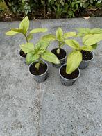 Plants de tournesol en pots, Jardin & Terrasse, Plantes | Jardin, Enlèvement ou Envoi