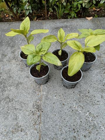 Plants de tournesol en pots