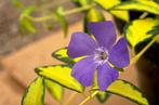 Vinca Illiminination, Tuin en Terras, Ophalen, Halfschaduw