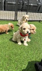 Mini maltipoo pups (mini maltezer x toy poedel), Animaux & Accessoires, Chiens | Chihuahuas & Chiens de compagnie, Parvovirose