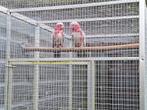 Couple juvénile de cacatoes rosalbins. Femelle epp, mâle eam, Animaux & Accessoires, Oiseaux | Perruches & Perroquets, Perroquet