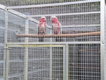 Couple juvénile de cacatoes rosalbins. Femelle epp, mâle eam