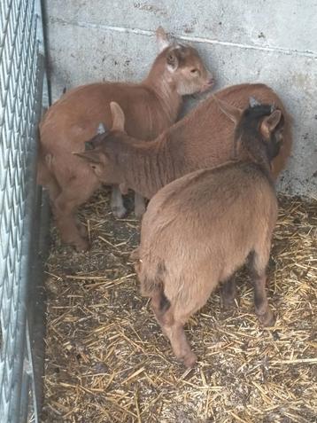 Dwerg geitjes  beschikbaar voor biedingen