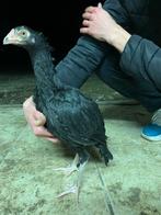 Jonge shamo (aseel), Dieren en Toebehoren, Pluimvee, Mannelijk