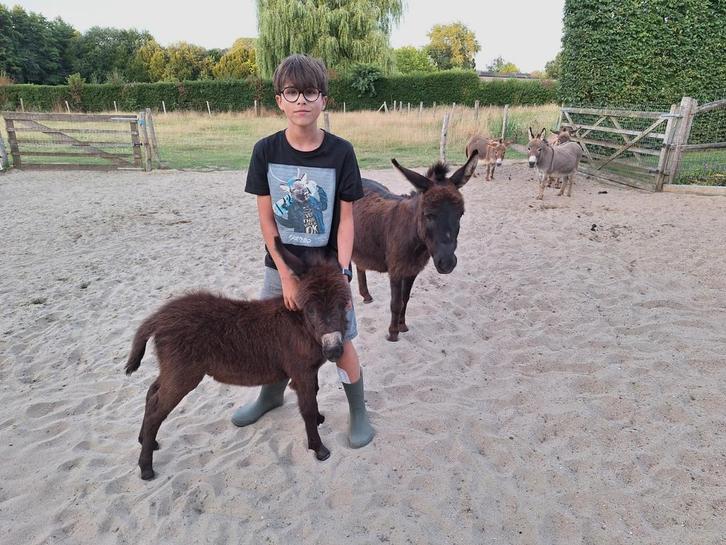 Mini ezel hengstje, Dieren en Toebehoren, Pony's, Hengst