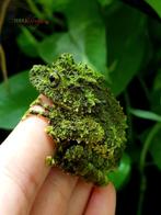 Grenouilles en mousse (Theloderma corticale), Amphibien, 0 à 2 ans