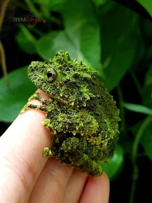 Grenouilles en mousse (Theloderma corticale), Animaux & Accessoires, Reptiles & Amphibiens, Amphibien, 0 à 2 ans