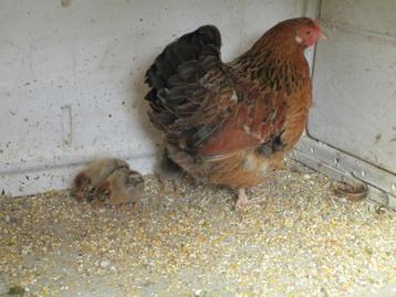 poule et poussin beschikbaar voor biedingen