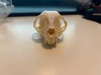 Cat Skull - Osteologie/taxidermie, Schedel