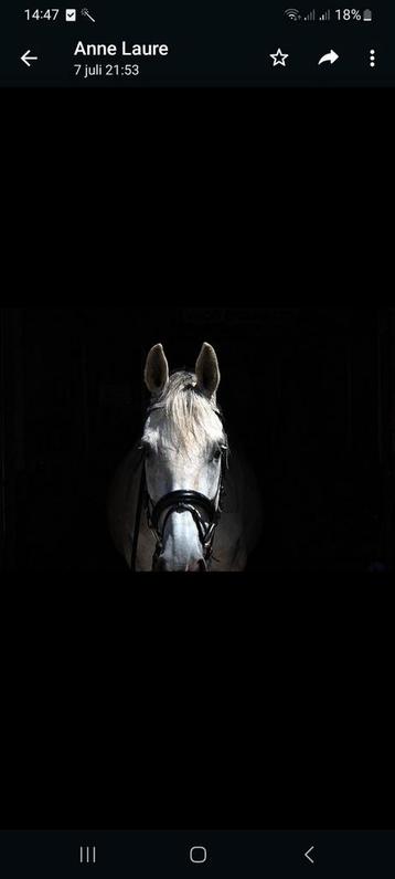 Ponys en paarden