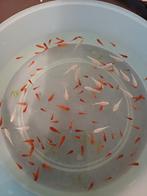 white molly's en rode platy's, Dieren en Toebehoren