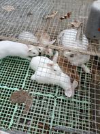 Konijnen, Dieren en Toebehoren, Knaagdieren en Konijnen | Toebehoren, Ophalen
