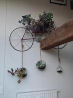 Decoratieve Fiets vol Groen – Wanddecoratie met Vetplanten, Ophalen