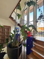 Strelitzia plant zonder pot, Huis en Inrichting, Kamerplanten, Ophalen