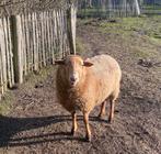 Bélier, Mâle, Mouton, 0 à 2 ans