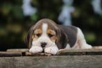 Beagle pups, Belgisch fokker van Beagletjes, België, Beagle, 8 tot 15 weken, CDV (hondenziekte)