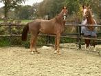 Super knappe 5 jarige ruin van Furst Jazz, Dieren en Toebehoren, Paarden, Ruin