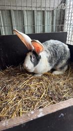 Konijnen, Dieren en Toebehoren, Konijnen