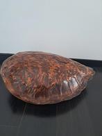 Groot schildpadschild, Verzamelen, Ophalen of Verzenden, Zo goed als nieuw, Reptiel of Amfibie, Schedel