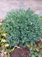 Grote sedum, Ophalen