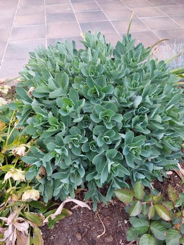 Grote sedum, Enlèvement