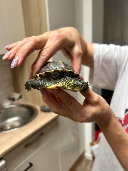 Waterschildpad + terretarium + voeding + filters, Dieren en Toebehoren, Reptielen en Amfibieën, Schildpad, Met terrarium