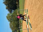B pony, Dieren en Toebehoren, B, Gechipt, Ruin, 7 tot 10 jaar