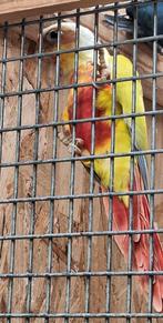 Stopzetting. Alles mag weg voor goede prijs., Dieren en Toebehoren, Vogels | Parkieten en Papegaaien, Parkiet, Geringd